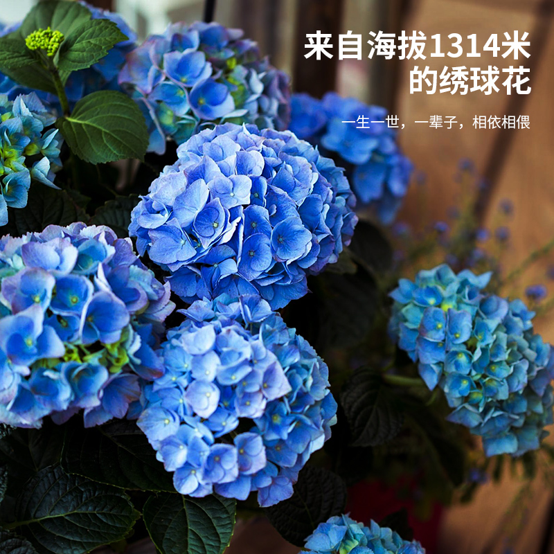 绣球花老桩无尽夏18年精品大苗庭院阳台盆栽八仙花变色大花球易活,淘宝优惠券,粉丝福利购,淘宝优惠卷