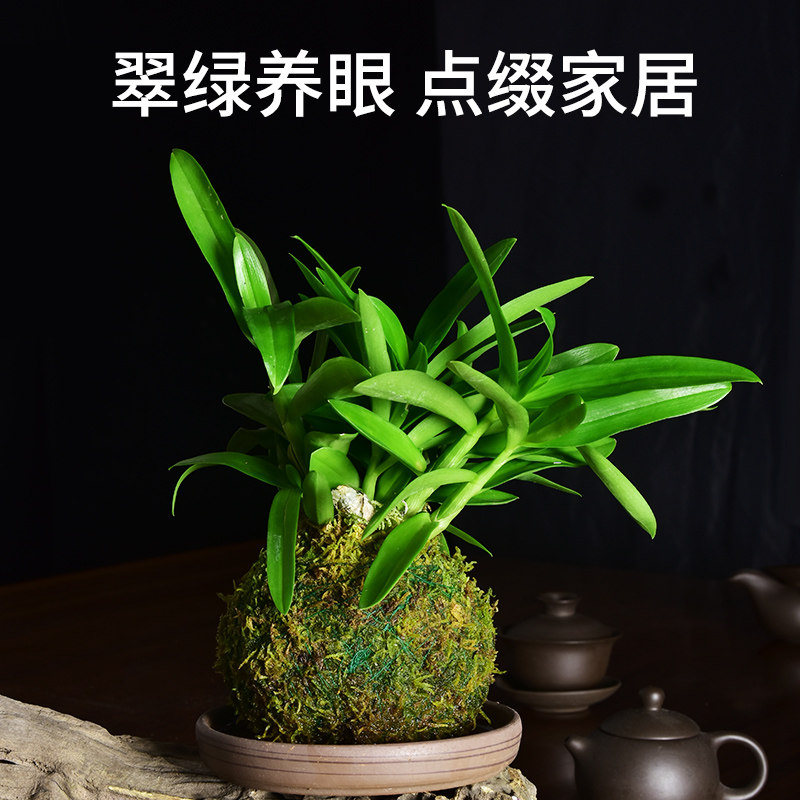 苔藓球室内水培植物兰花石斛迷你盆栽创意室内办公室客厅桌面观赏,淘宝优惠券,粉丝福利购,淘宝优惠卷