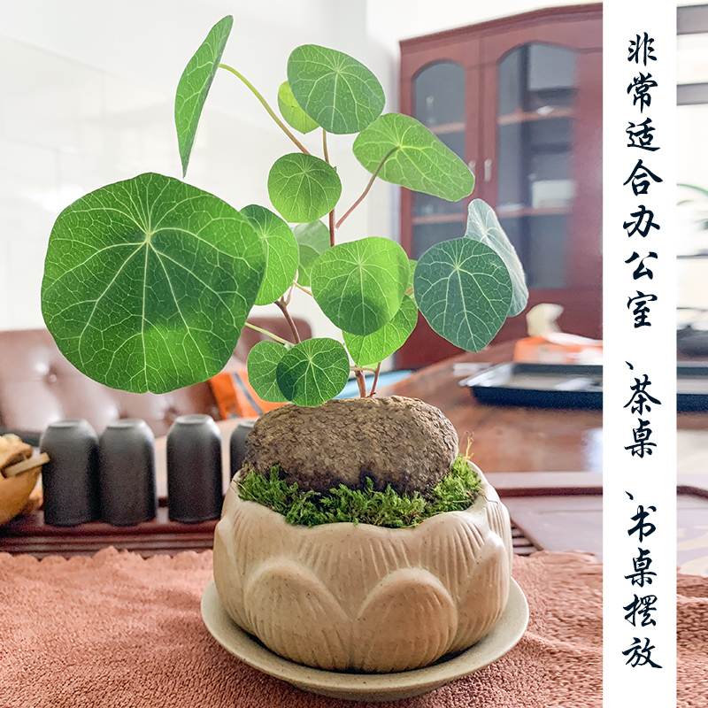 红藤招财山乌龟植物金不换小圆叶盆栽云南多肉花卉水培爬藤绿植物 - 图1