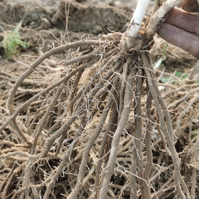 紫绿白色芦笋苗种根四季种植蔬菜花卉绿植阳台盆栽多面生大田种苗 - 图3