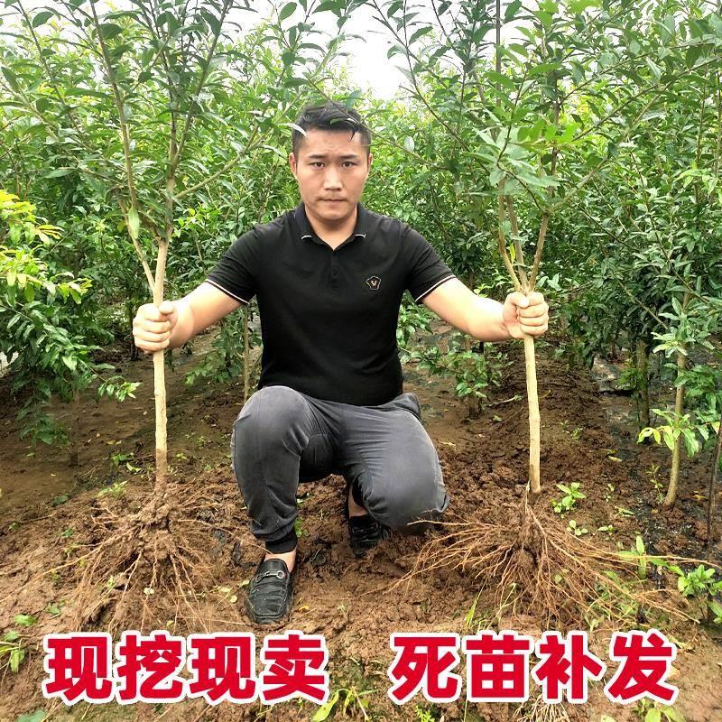 石榴树树苗带土无籽甜突尼斯软籽石榴苗盆地栽南北方庭院大果树苗 - 图0