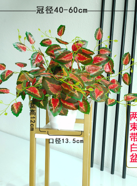 绿植盆栽吊兰客厅落地摆件绿萝
