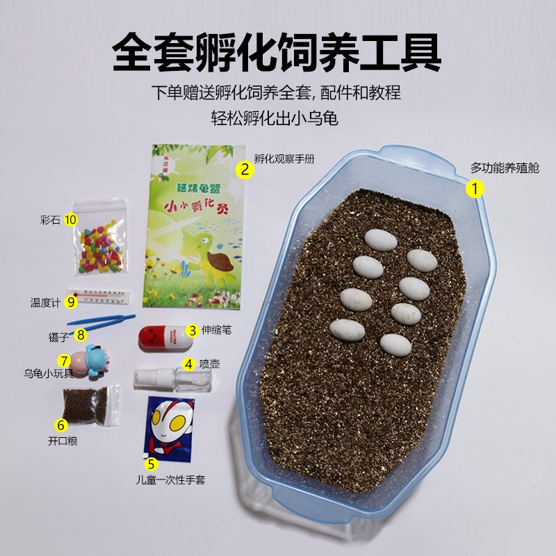 乌龟蛋可孵化套装草龟儿童宠物乌龟diy魔盒受精蛋探索生命-图0