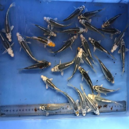 纯种银松叶锦鲤精品金松活体鱼红白三色观赏鱼喂食冷水鱼练手鱼 - 图2