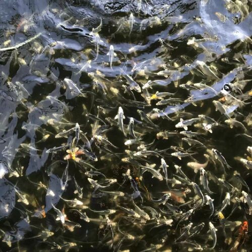 纯种银松叶锦鲤精品金松活体鱼红白三色观赏鱼喂食冷水鱼练手鱼 - 图0