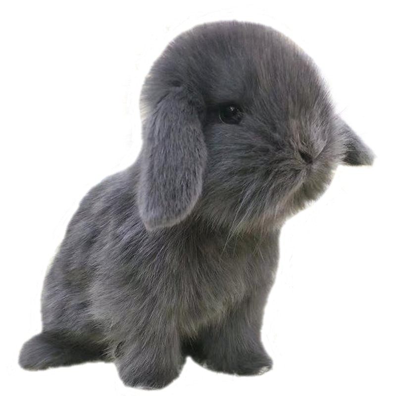 垂耳兔子活物 儿童家养宿舍迷你小体型宠物兔荷兰血统 折耳兔活体,淘宝优惠券,粉丝福利购,淘宝优惠卷