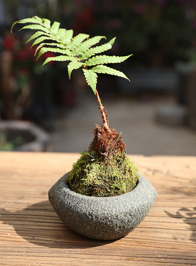 庭院阳台景观花盆花器装饰摆件