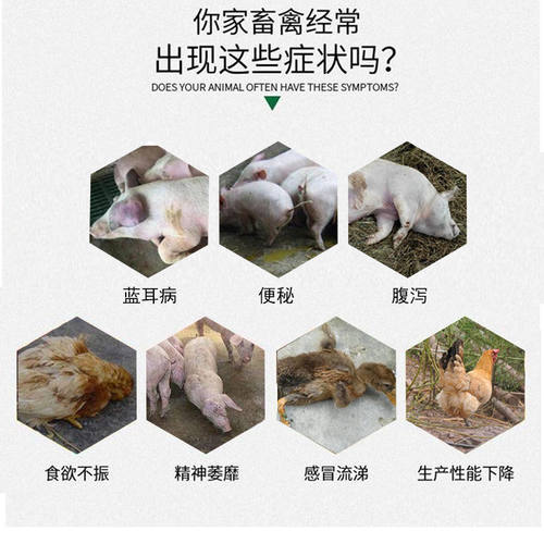 兽用蓝温净牛磺酸混合型饲料添加剂清热猪蓝耳猪蓝瘟净蓝耳蓝瘟净-图0