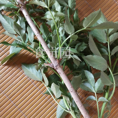 活筋条 接骨木 顺筋条舒筋条 陆英 接骨枝2斤装包邮 - 图1