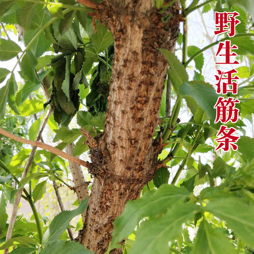 活筋条 接骨木 顺筋条舒筋条 陆英 接骨枝2斤装包邮 - 图0