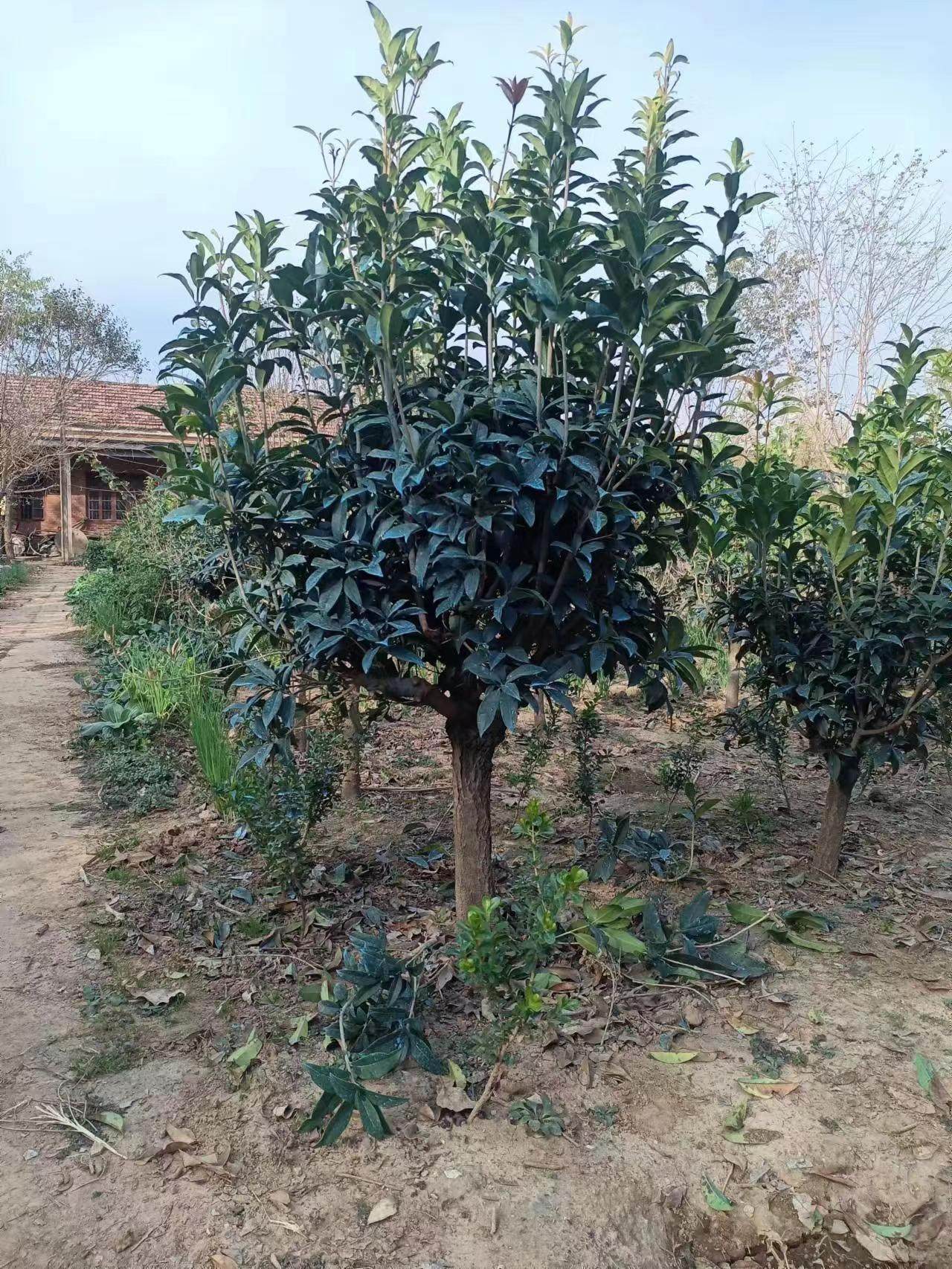 嫁接桂花树苗原生桂花盆景盆栽 金桂沉香桂天香台阁佛顶珠四季桂,淘宝优惠券,粉丝福利购,淘宝优惠卷