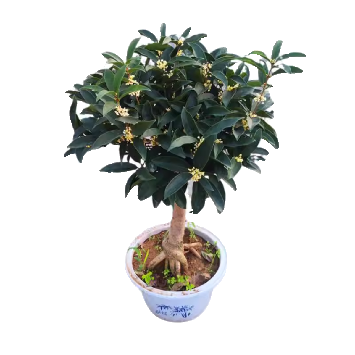 流苏嫁接日香桂佛顶珠天香台阁桂花盆栽盆景树苗浓香型四季开花,淘宝优惠券,粉丝福利购,淘宝优惠卷