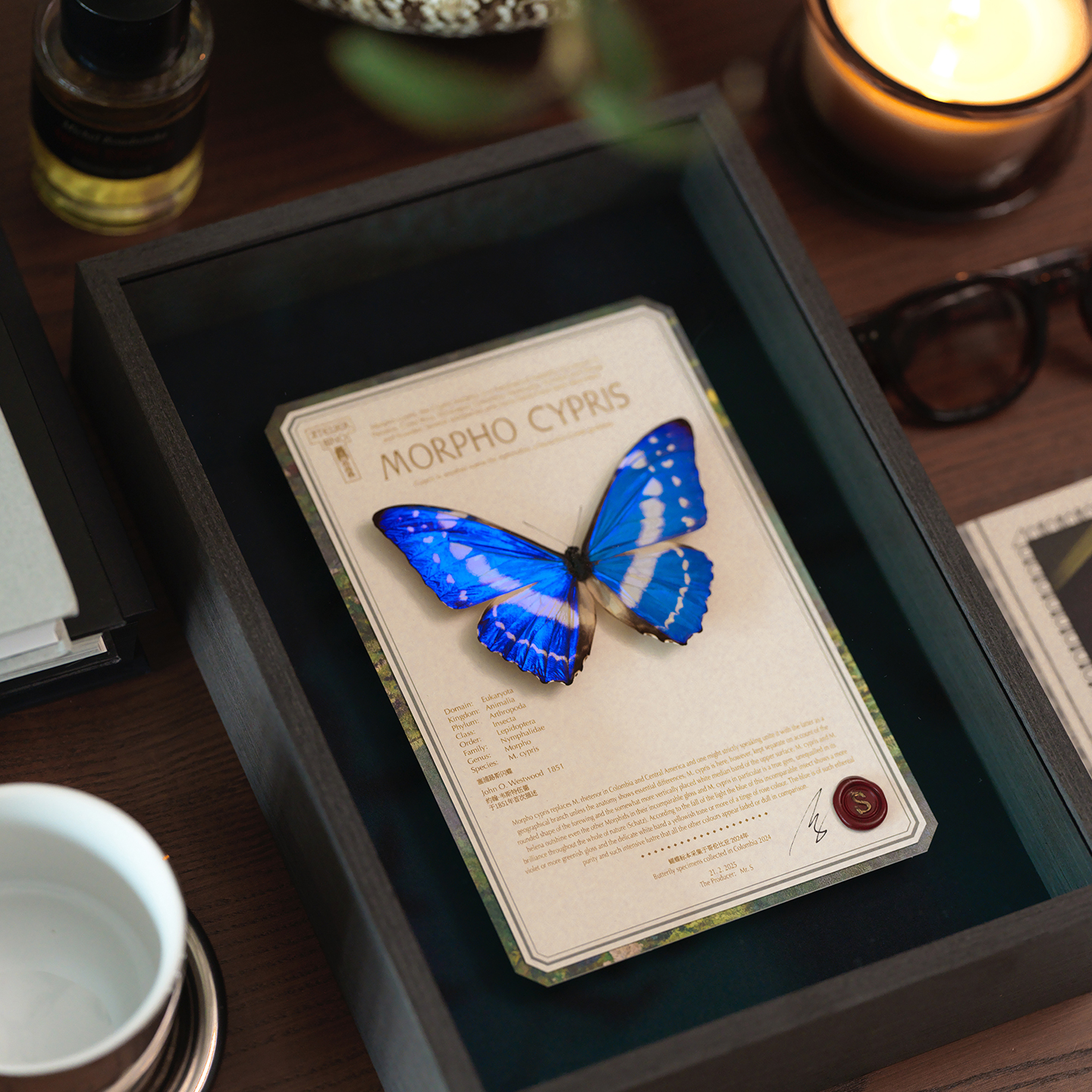 蝴蝶歌剧院｜原创塞浦路斯闪蝶罕见标本生日礼物法式高级装饰画 - 图0