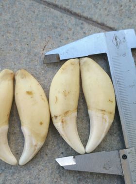 黑狗牙原色真牙齿黑狗牙狗牙原色