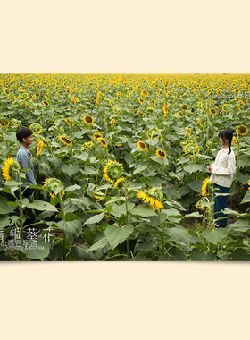 青铜葵花电影海报买3送1/不褪色