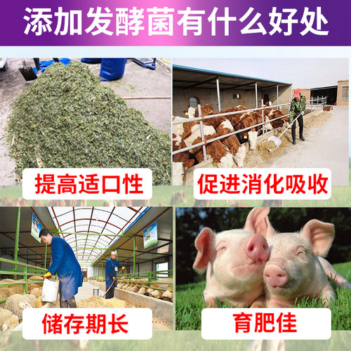 秸秆发酵剂玉米桔杆青储剂干草甜象草桔梗牧草发孝粉乳酸菌鹅牛羊 - 图0