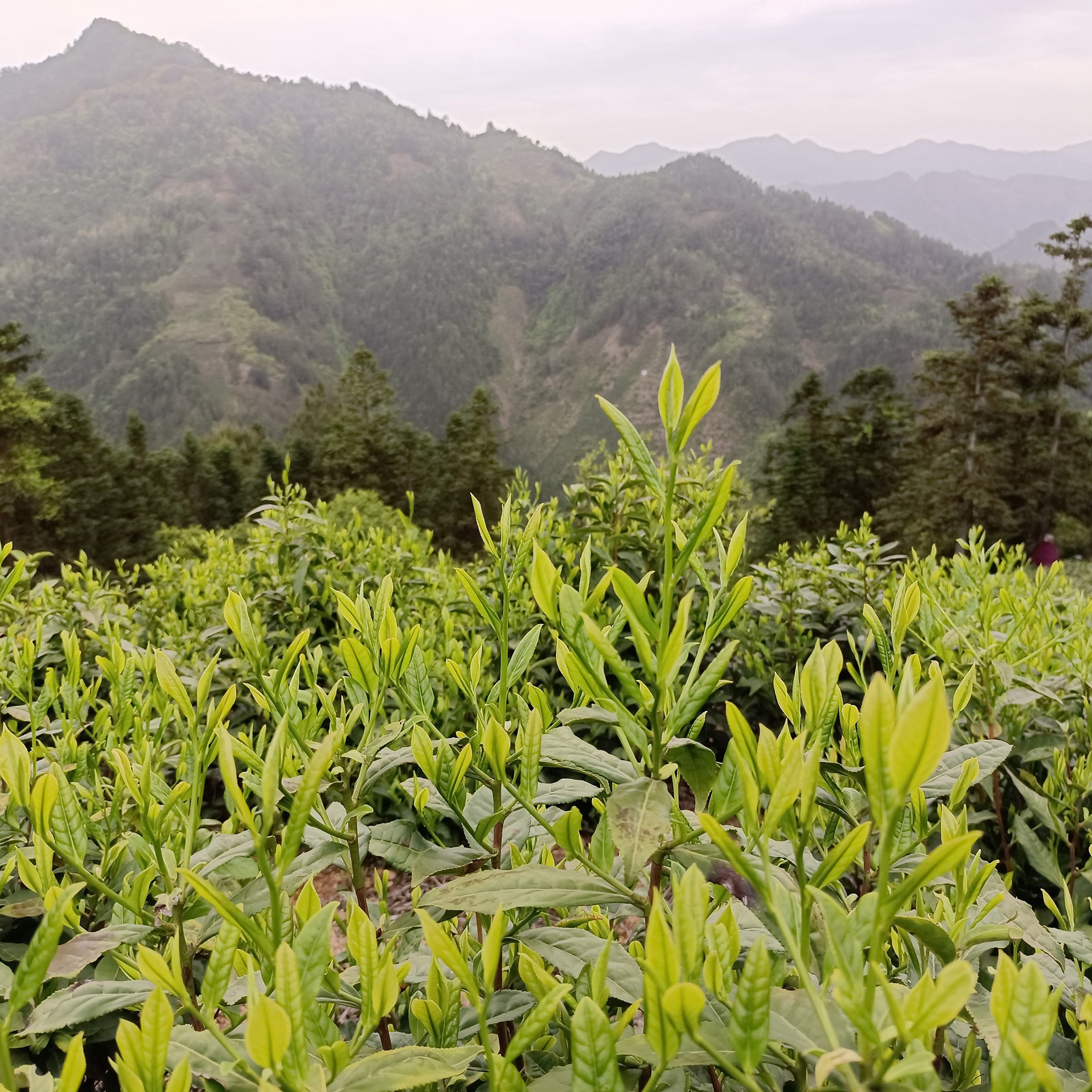 2024年新茶 188元 500g 黄山毛峰 富溪  揉制 口粮茶（两袋包装） - 图0