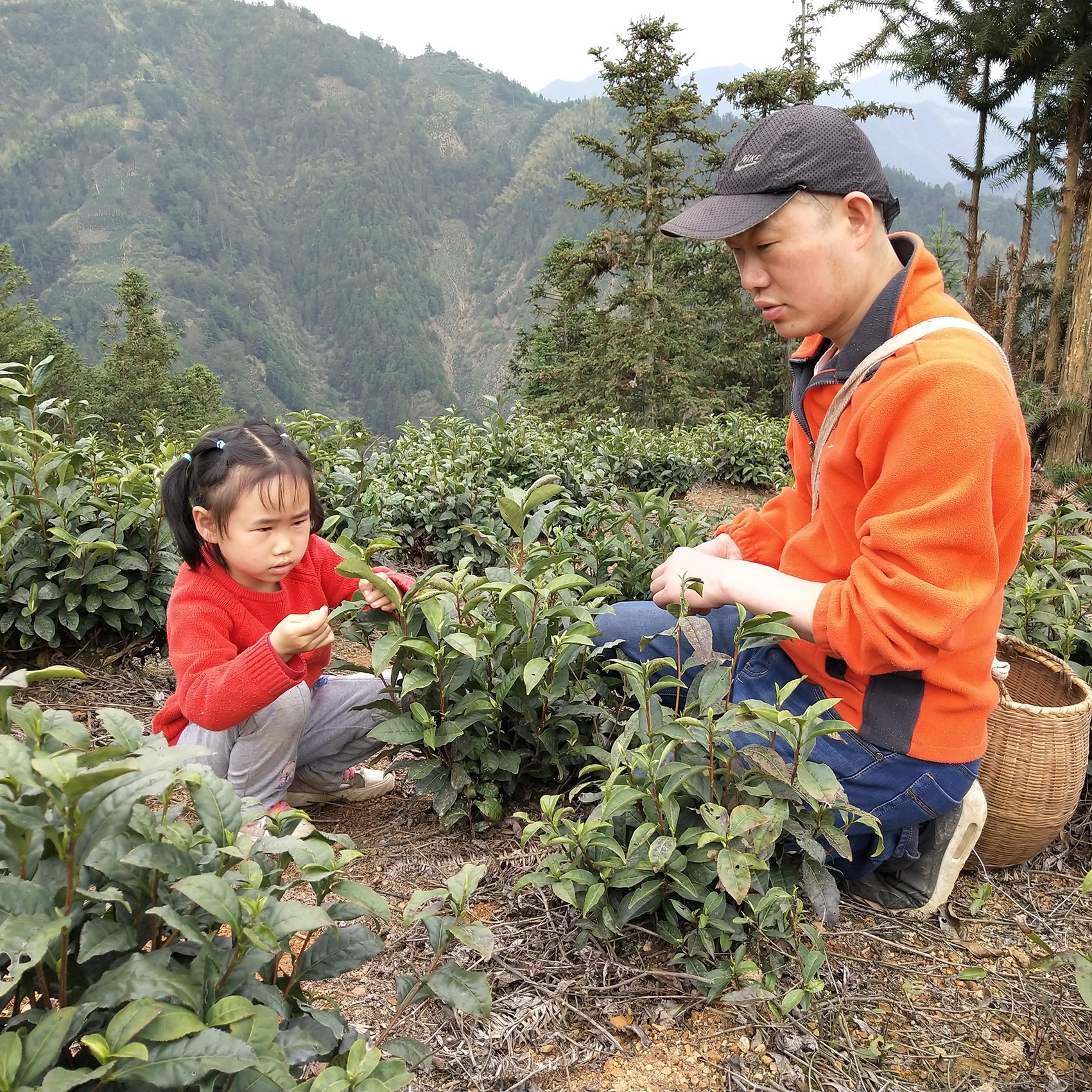 发货中 黄山毛峰 富溪产地 高山明前毛峰 980元500g 铁罐装 - 图1