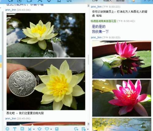 海尔芙拉　迷你睡莲花种茎微型睡莲根块袖珍小型水生植物花卉种球 - 图1