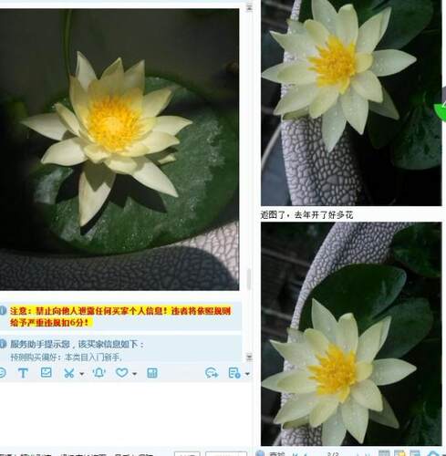 海尔芙拉　迷你睡莲花种茎微型睡莲根块袖珍小型水生植物花卉种球 - 图2