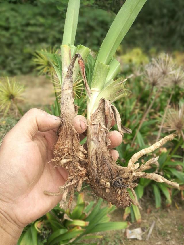 百子莲   蓝花百子千孙莲  两株裸根球苗 - 图3