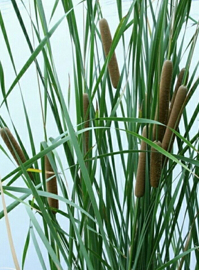 野生香蒲毛蜡烛毛拉蒲草纯野生香蒲毛拉干品香蒲棒