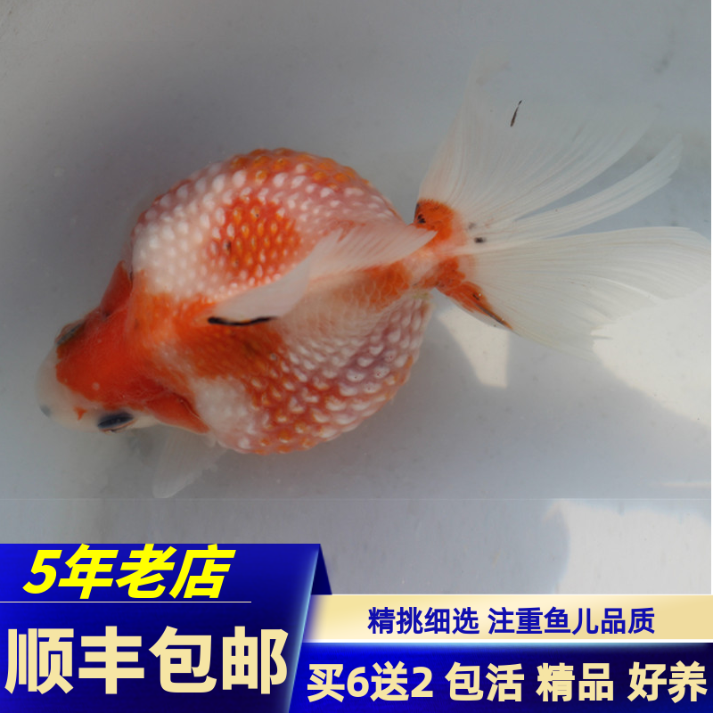 鼠头珍珠鳞金鱼活鱼精品红白珍珠蓝背五花珍珠冷水观赏鱼好养 - 图0