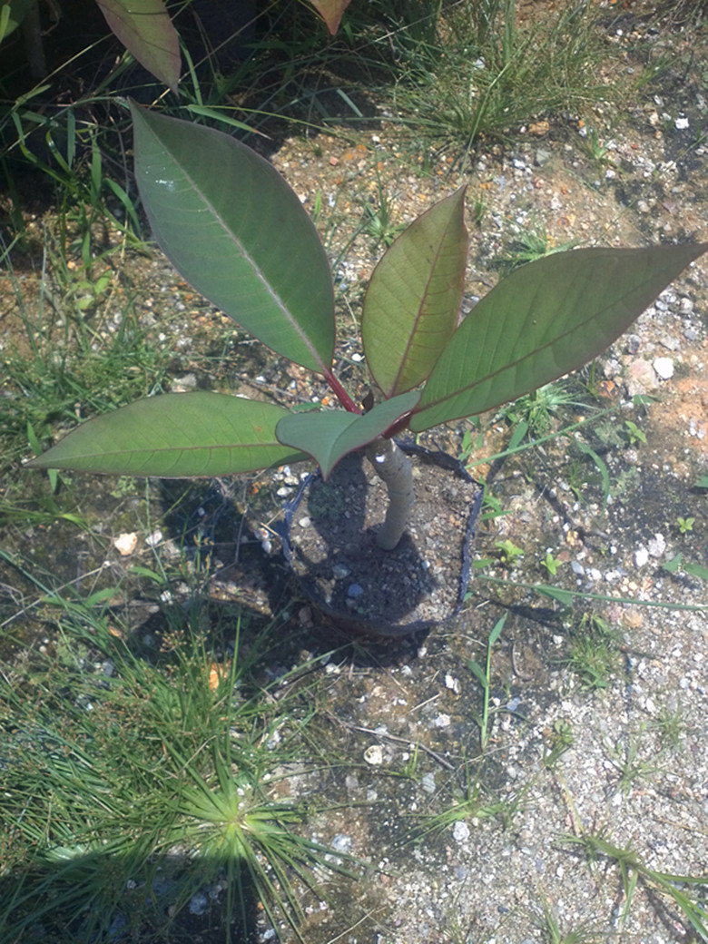 蛋黄花缅栀子 带苗杯发货 鸡蛋花 盆栽 易活易养阳台庭院植物 - 图0