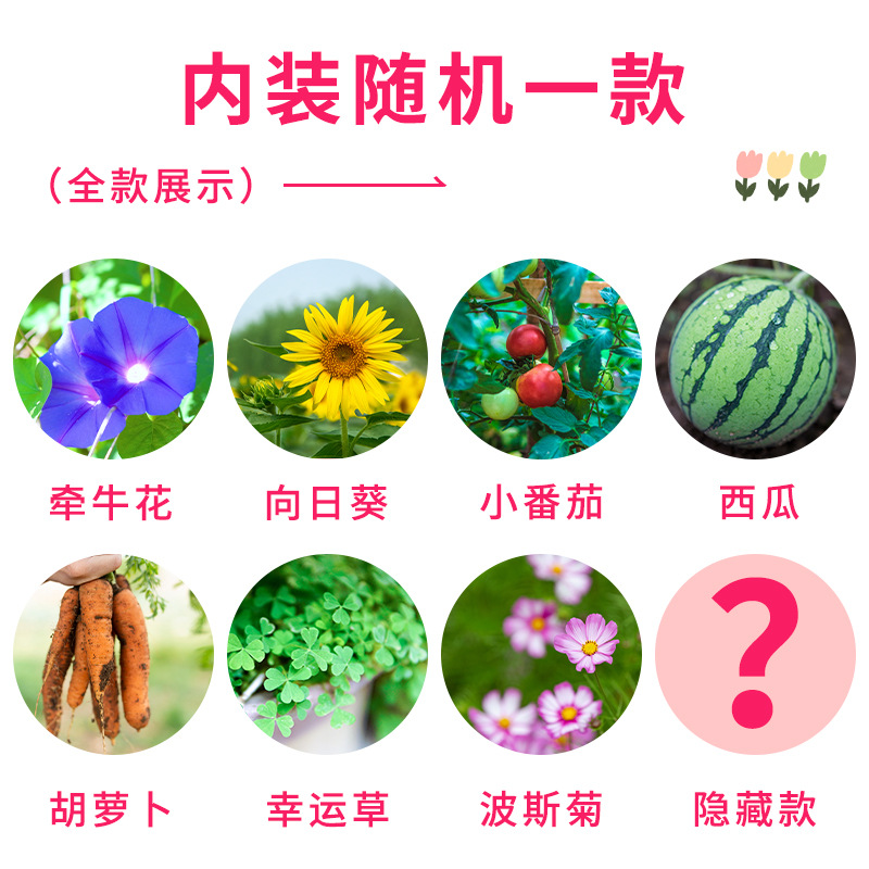 儿童种植小盆栽幼儿园向日葵植物学生观察绿植种子盒diy迷你盲盒 - 图2