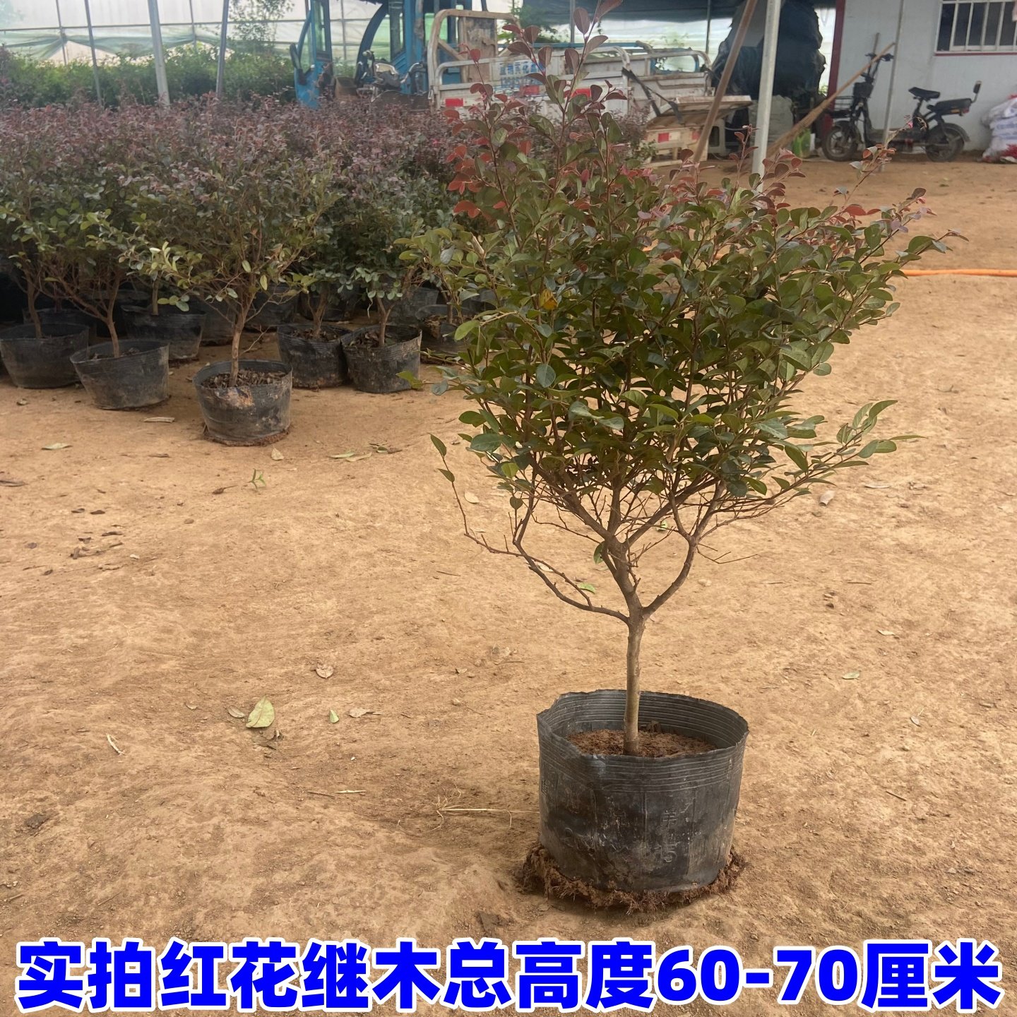 庭院别墅红花继木红花继木盆栽地栽室外耐寒彩色苗木冬天不落叶,淘宝优惠券,粉丝福利购,淘宝优惠卷