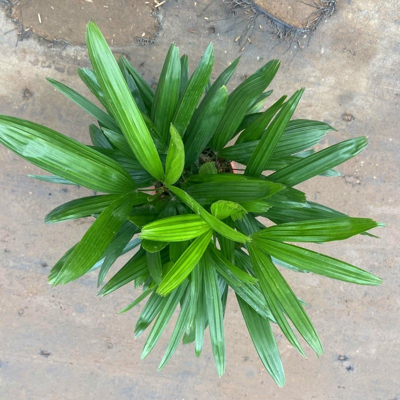 棕竹盆栽山棕室内植大型绿植花卉盆栽观叶植物四季常青净化空气,淘宝优惠券,粉丝福利购,淘宝优惠卷