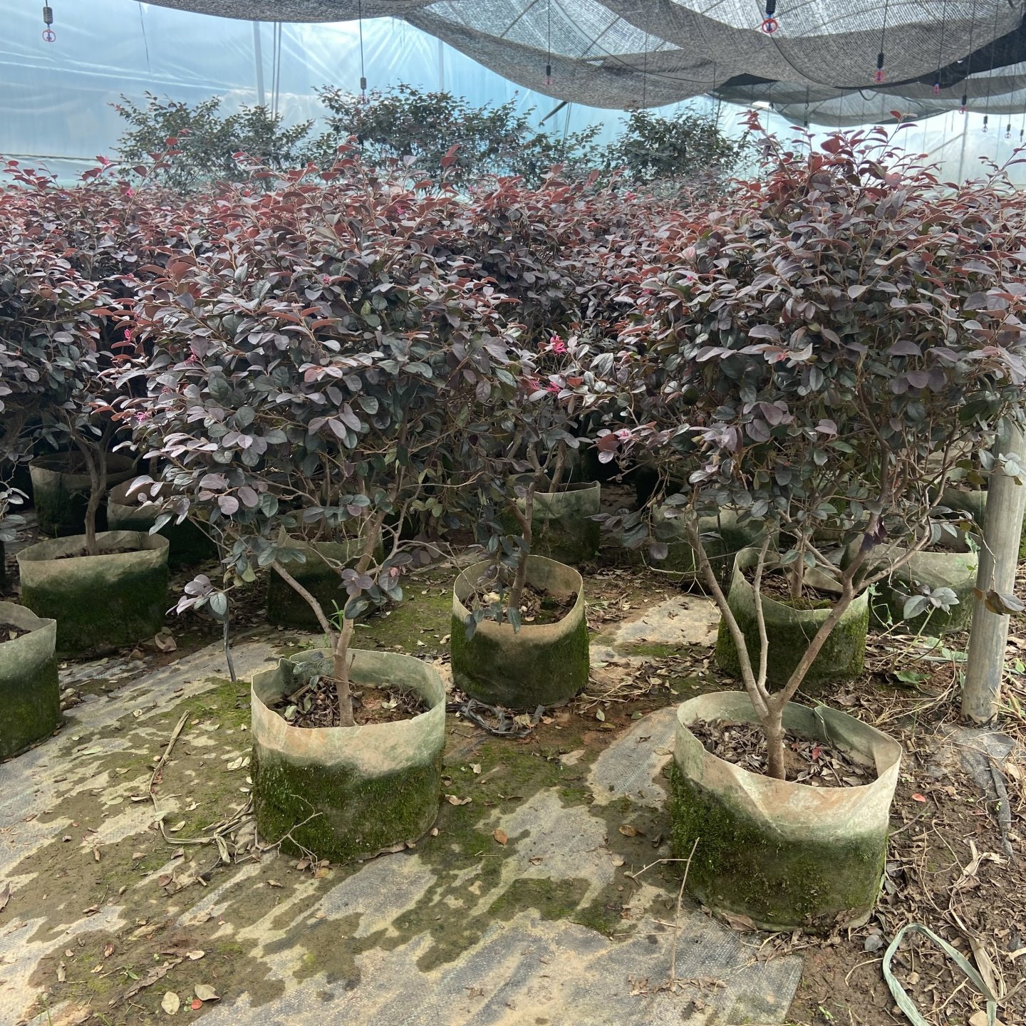 庭院别墅红花继木红花继木盆栽地栽室外耐寒彩色苗木冬天不落叶,淘宝优惠券,粉丝福利购,淘宝优惠卷