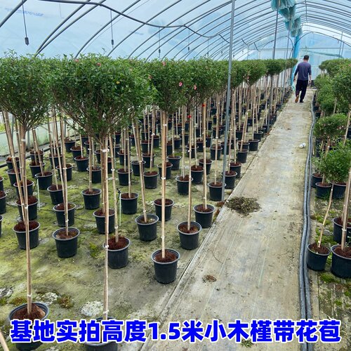 小木槿棒棒糖盆栽花苗小苗阳台庭院 耐热植物微草莓独杆 - 图1