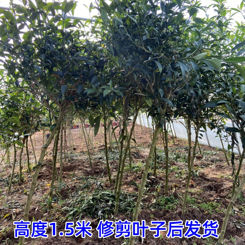 夜来香盆栽树苗庭院阳台四季开花绿植花卉净化空气驱蚊香草植物-图0