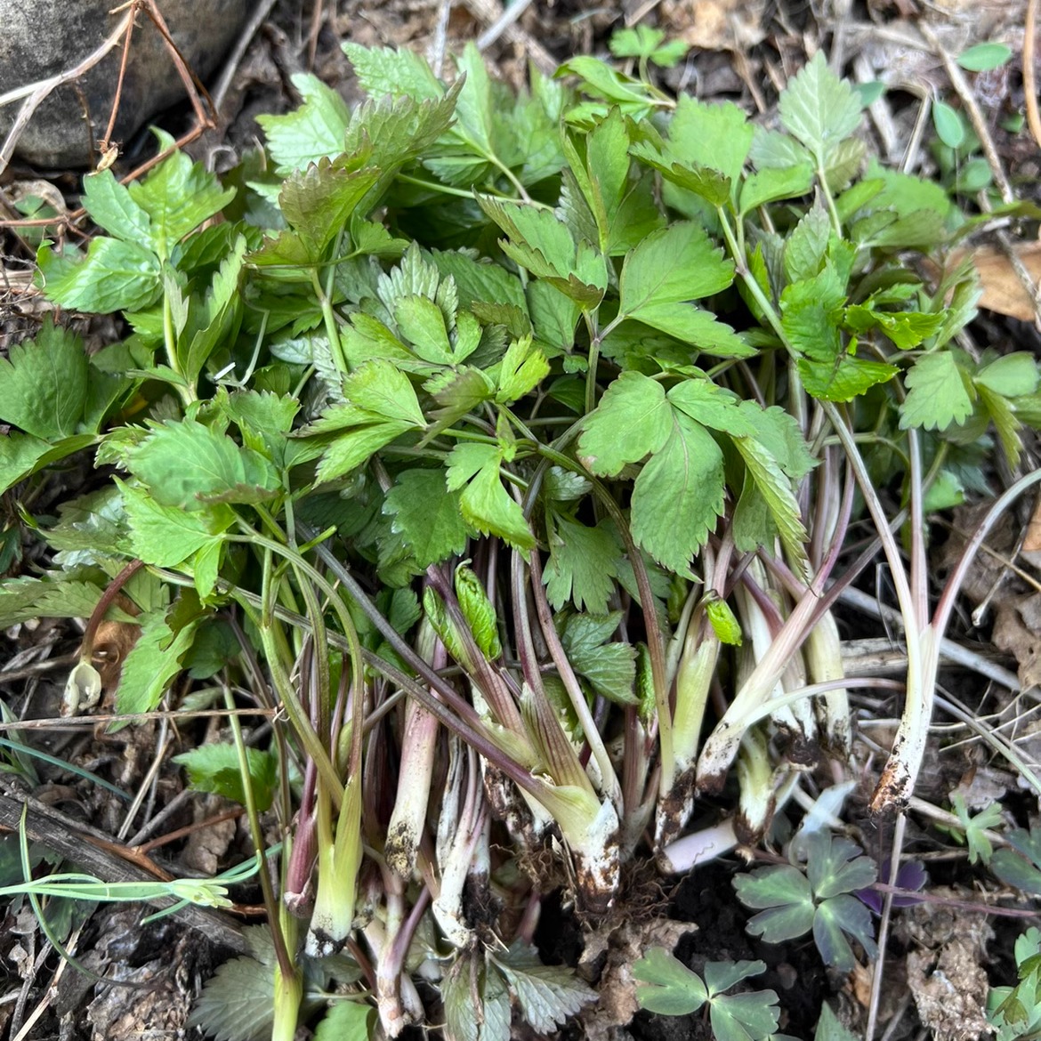 东北长白山脉野生大叶芹新鲜山芹菜老山芹500g现采现发 包邮 - 图1