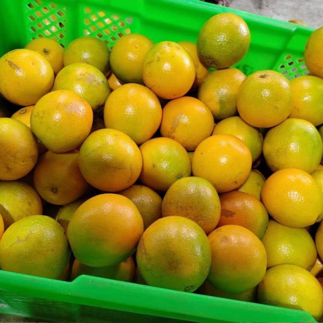 云南哀牢山冰糖橙5斤10斤当季水果新鲜现摘肉嫩自家果园多汁正宗,淘宝优惠券,粉丝福利购,淘宝优惠卷