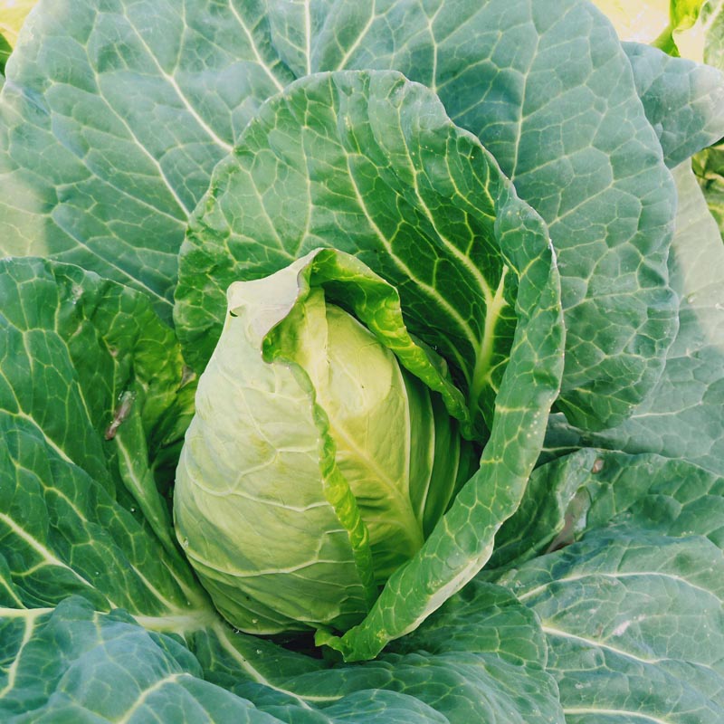 牛角心甘蓝种子争春越冬包菜种农户大面积种植蔬菜种孑秋冬季包邮