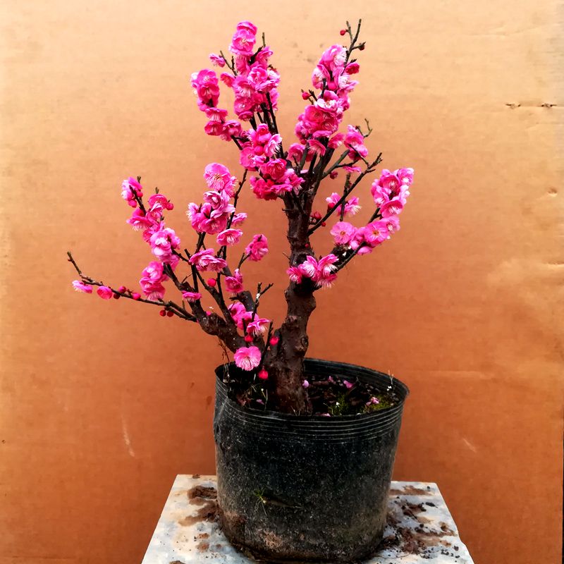 红梅绿梅游龙梅梅花绿植花卉冬季赏花开花盆栽盆景 - 图2