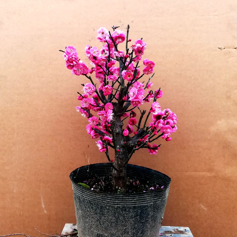 红梅绿梅游龙梅梅花绿植花卉冬季赏花开花盆栽盆景 - 图0