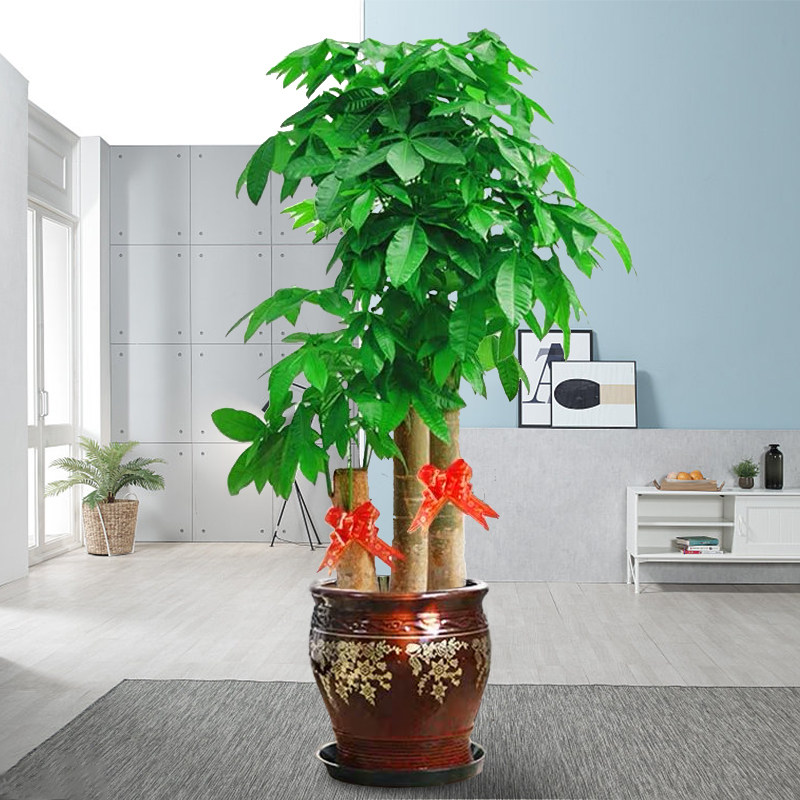 步步高升发财树北京大型绿植花卉开业乔迁礼品净化办公室盆栽客厅,淘宝优惠券,粉丝福利购,淘宝优惠卷