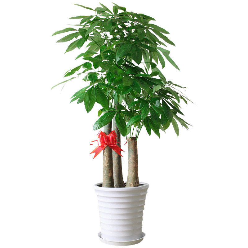 步步高升发财树北京大型绿植花卉开业乔迁礼品净化办公室盆栽客厅,淘宝优惠券,粉丝福利购,淘宝优惠卷