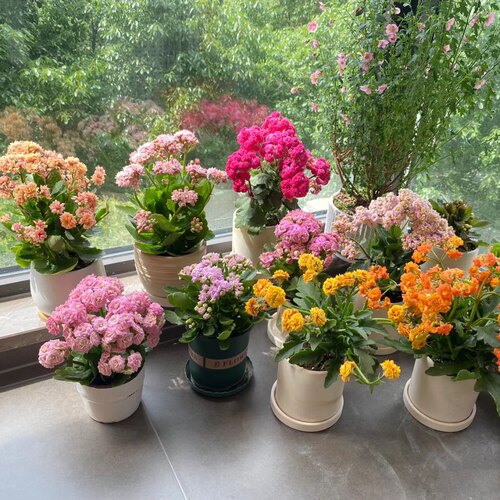 母亲节长寿花开花植物绿植盆栽小型花卉桌面北京包邮净化空气观花 - 图2