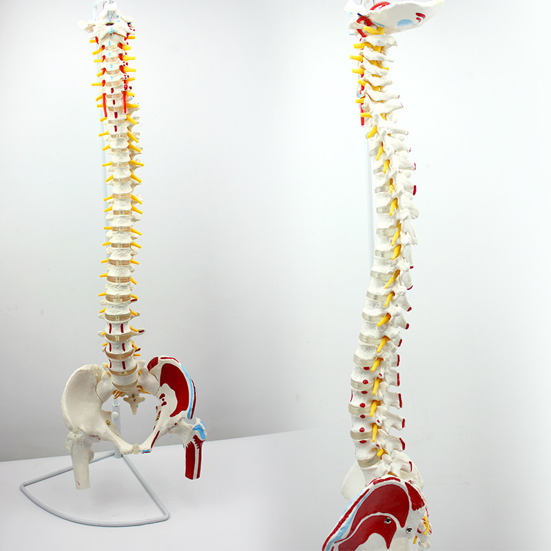 ENOVO颐诺人体脊柱模型脊椎骨盆股骨肌肉起止点脊神经骨骼模型肌肉腰椎骨盆脊柱整骨正骨调理培训教学习教具,淘宝优惠券,粉丝福利购,淘宝优惠卷