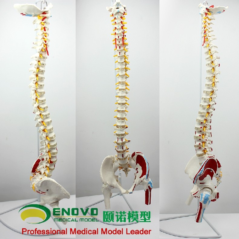 ENOVO颐诺人体脊柱模型脊椎骨盆股骨肌肉起止点脊神经骨骼模型肌肉腰椎骨盆脊柱整骨正骨调理培训教学习教具,淘宝优惠券,粉丝福利购,淘宝优惠卷