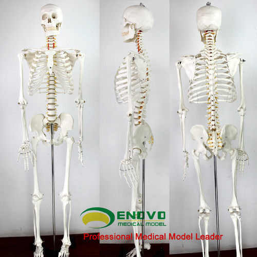 ENOVO颐诺170cm人体骨骼模型骨架标本美术医学艺用可拆卸骨架健身运动整骨中医馆全科骨科机器人医生教学仿生 - 图2