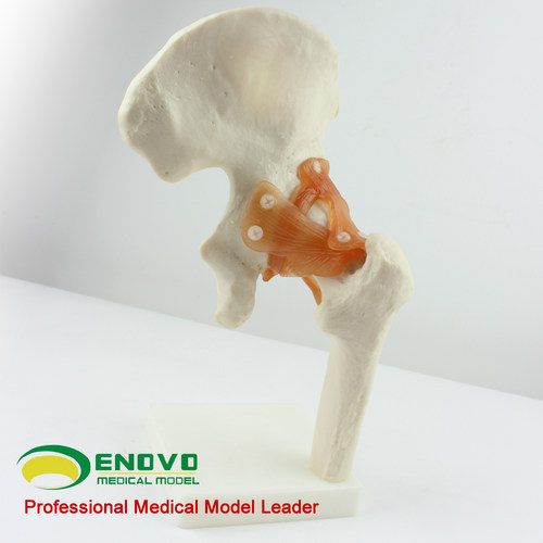 ENOVO颐诺人体髋关节股关节模型人体骨骼模型运动骨骨科科髋关节hip joint股骨头与髋臼球窝关节杆臼关节骨科 - 图2