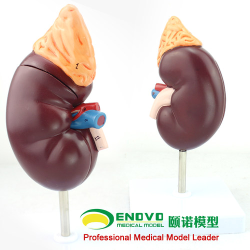 ENOVO颐诺医学人体肾脏解剖模型 肾模型医学泌尿科解剖系统用模型 泌尿男科教学演示教具模型医学模型上海标 - 图2