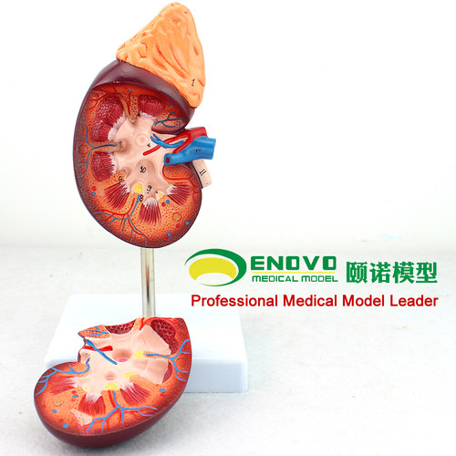 ENOVO颐诺医学人体肾脏解剖模型 肾模型医学泌尿科解剖系统用模型 泌尿男科教学演示教具模型医学模型上海标 - 图3