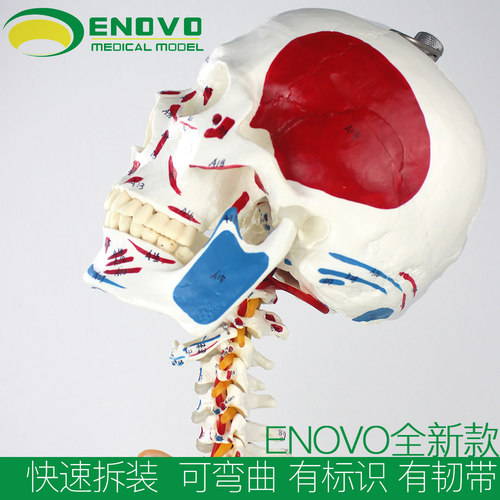 ENOVO颐诺170CM人体骨骼模型肌肉起止点韧带骨架标本医学教学演示人体骨架全科住院医师培训医学用瑜伽健身 - 图2