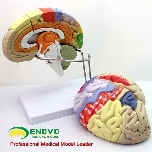 ENOVO颐诺医学大脑皮层躯体运动大脑皮质杏仁核海马体定位大脑解剖模型心理教学AI医疗脑机接口人工智能标本 - 图3